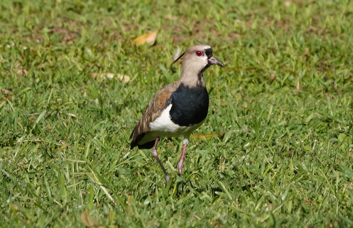 Southern Lapwing - ML622136641