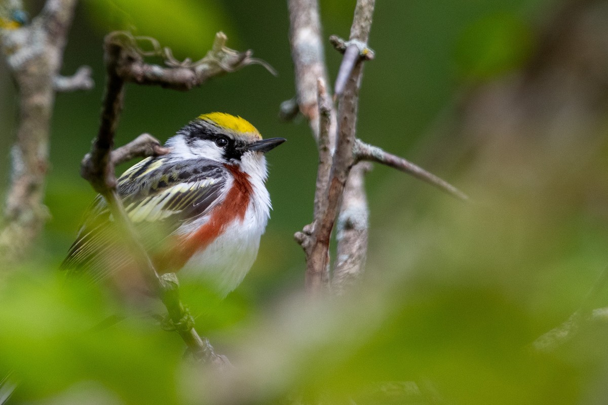 Chestnut-sided Warbler - Patrick LaClair