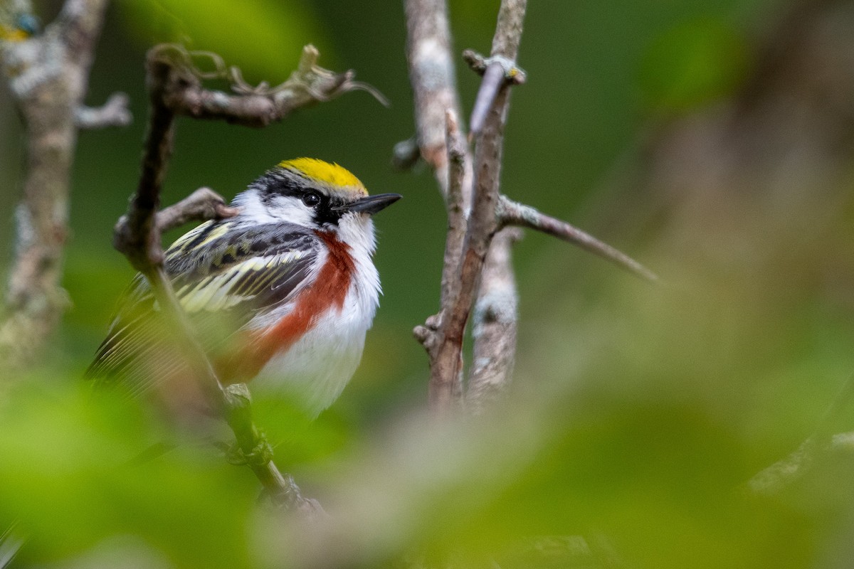 Chestnut-sided Warbler - ML622136647