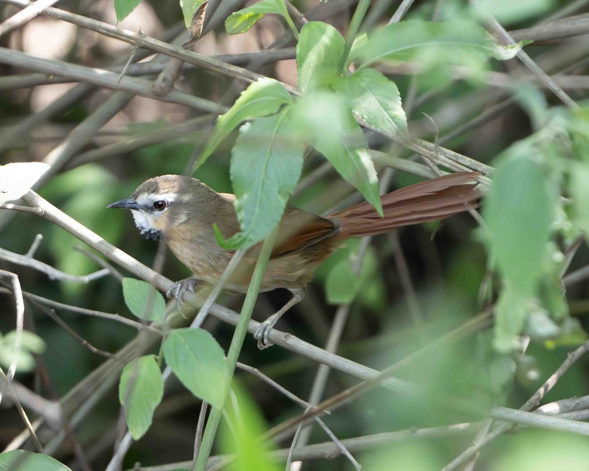 Ochre-cheeked Spinetail - ML622136648