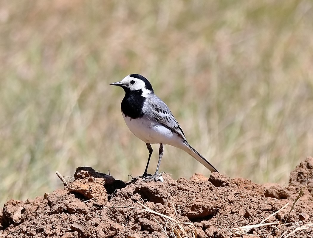 White Wagtail - Ömür Erkan