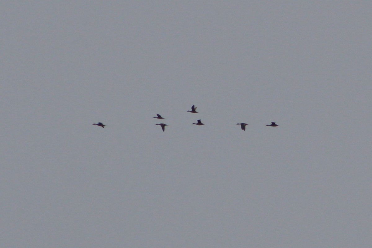 duck sp. - ML622136670