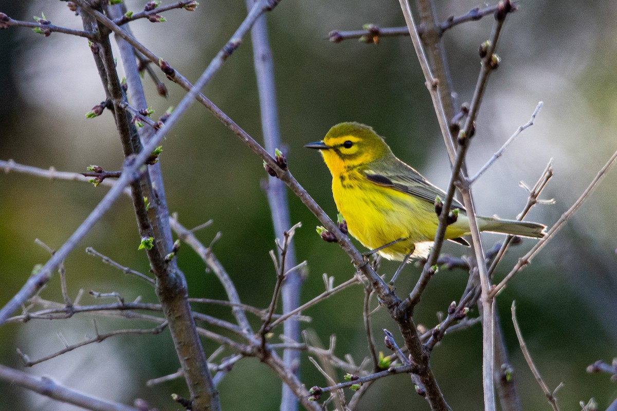 Prairie Warbler - ML622136673