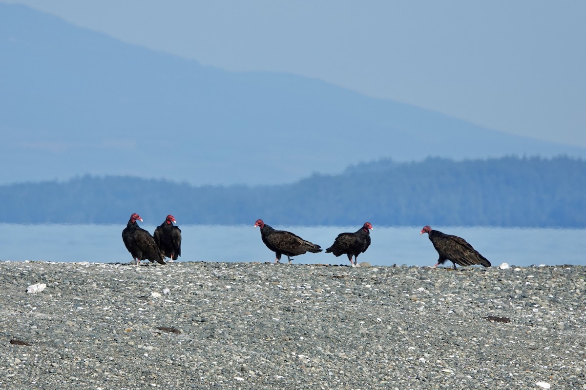 Turkey Vulture - ML622136685