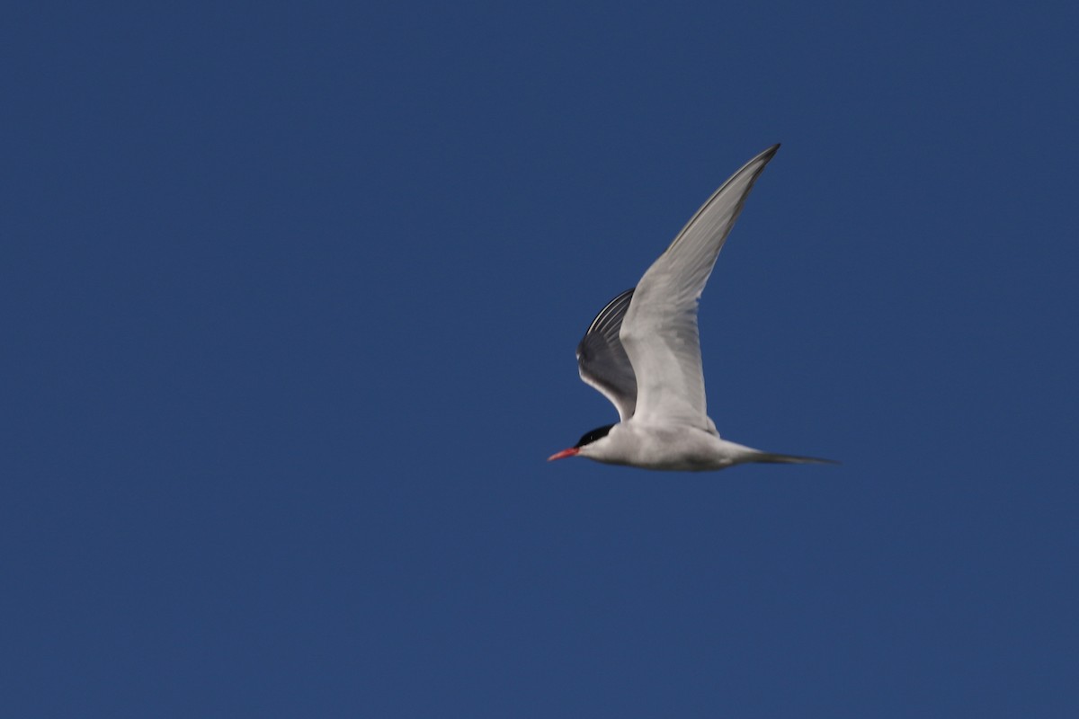 Arctic Tern - ML622136696