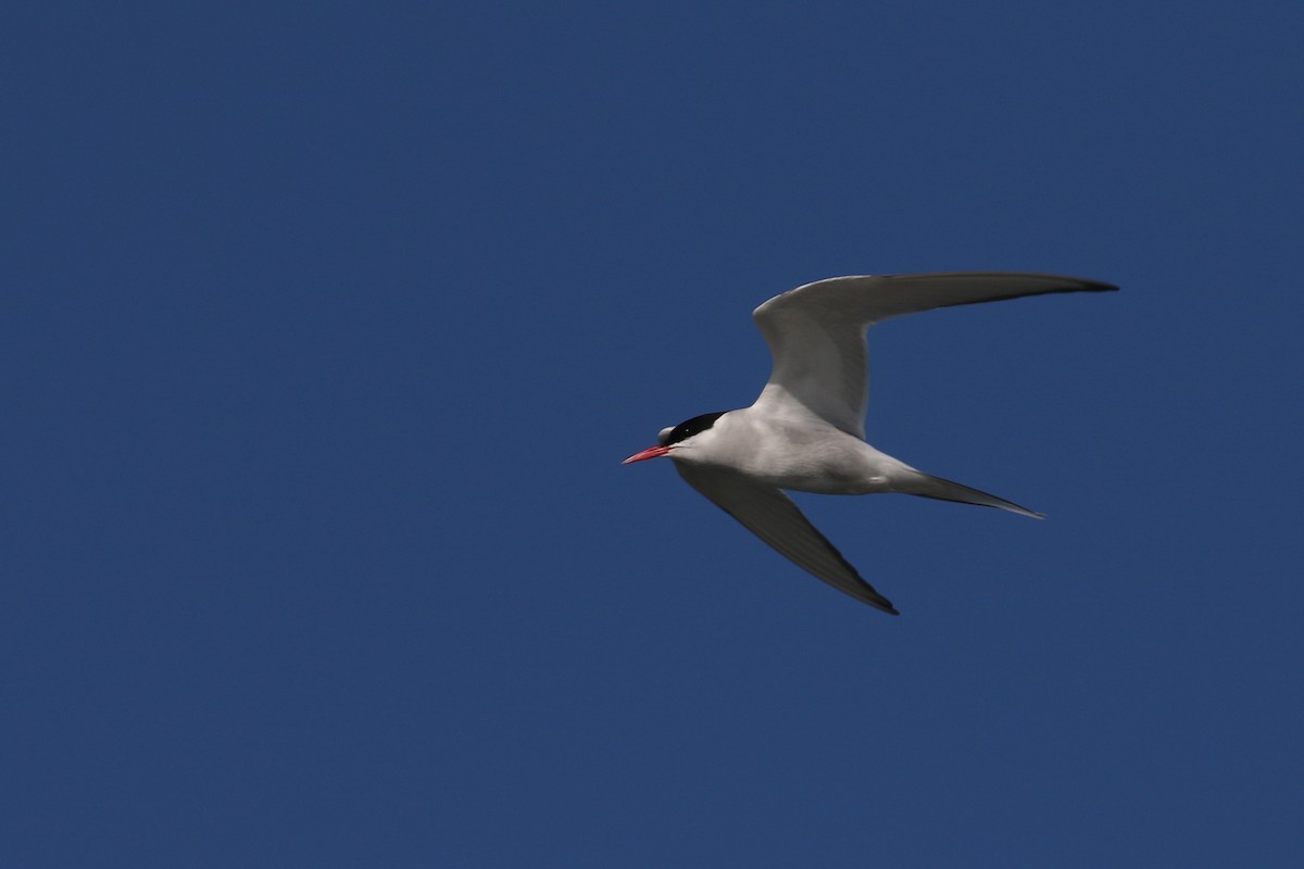 Arctic Tern - ML622136697