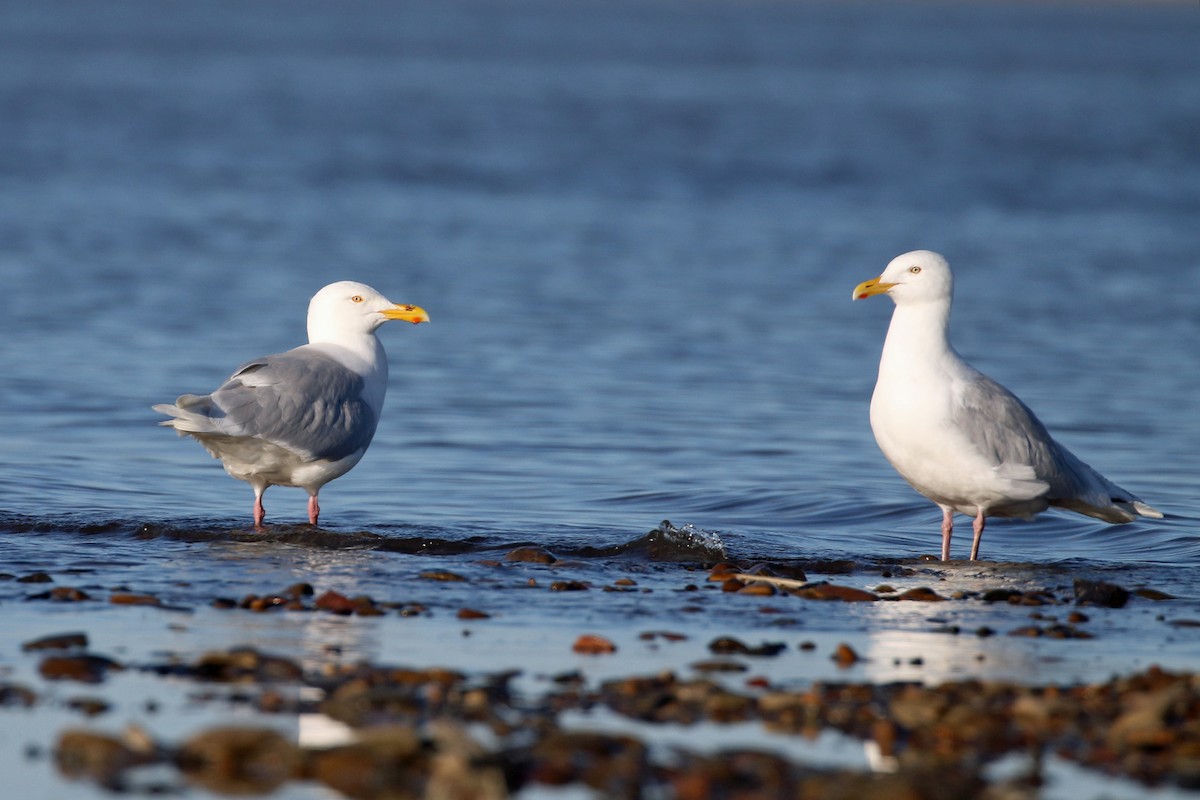 Glaucous Gull - ML622136707