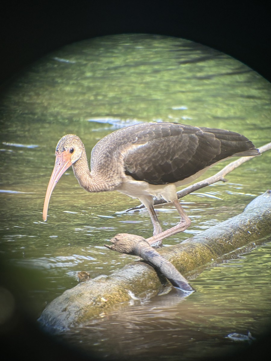 White Ibis - ML622136708