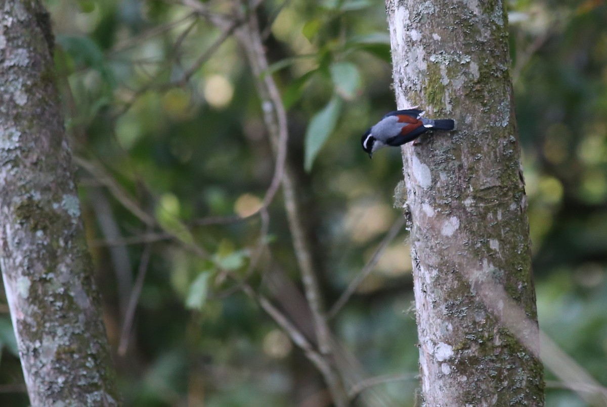 White-browed Shrike-Babbler (Chestnut-winged) - ML62213671