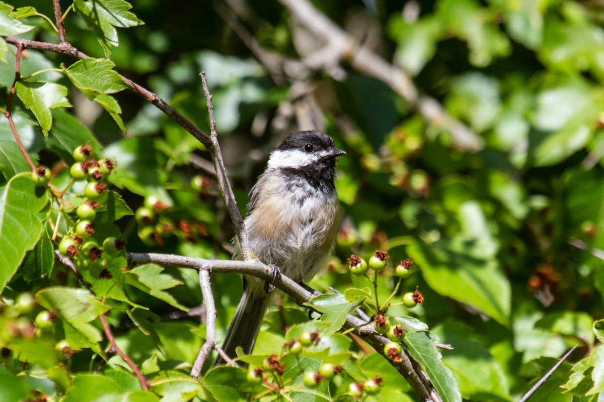 Black-capped Chickadee - Craig Tumer