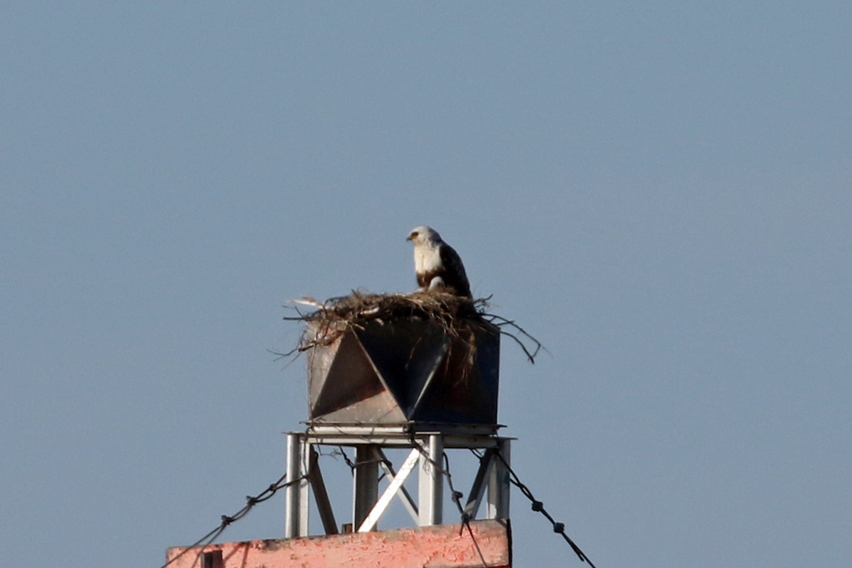 Rough-legged Hawk - ML622136715