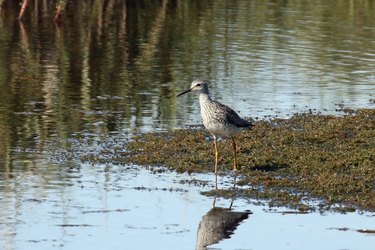 Lesser Yellowlegs - Dave Beeke