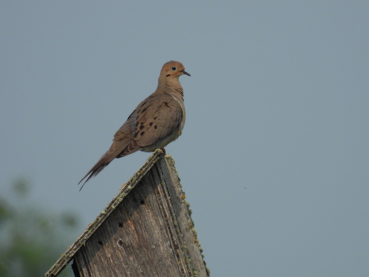 Mourning Dove - ML622136748