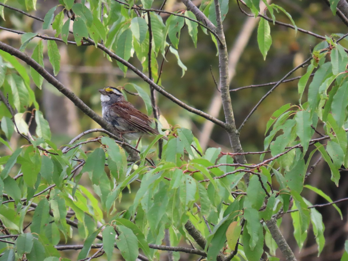 White-throated Sparrow - ML622136753