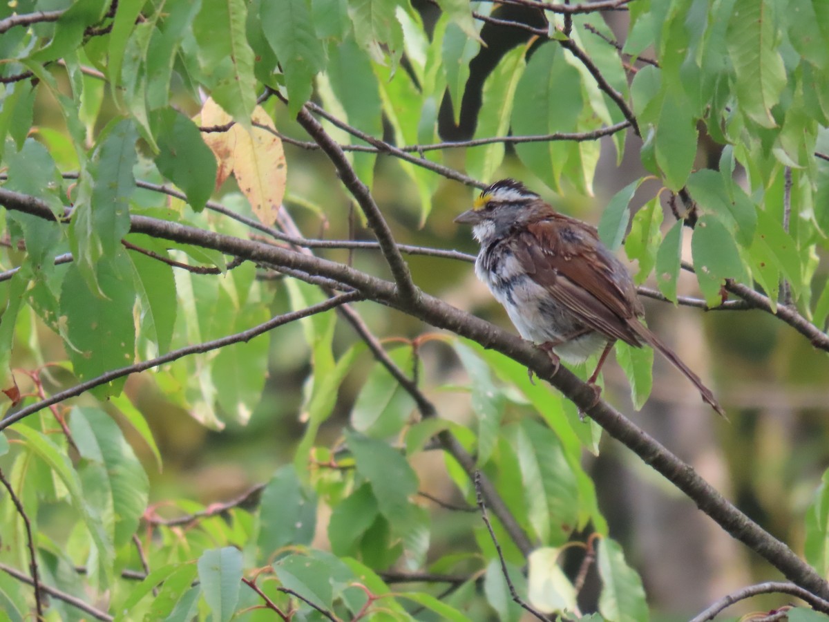 White-throated Sparrow - ML622136759