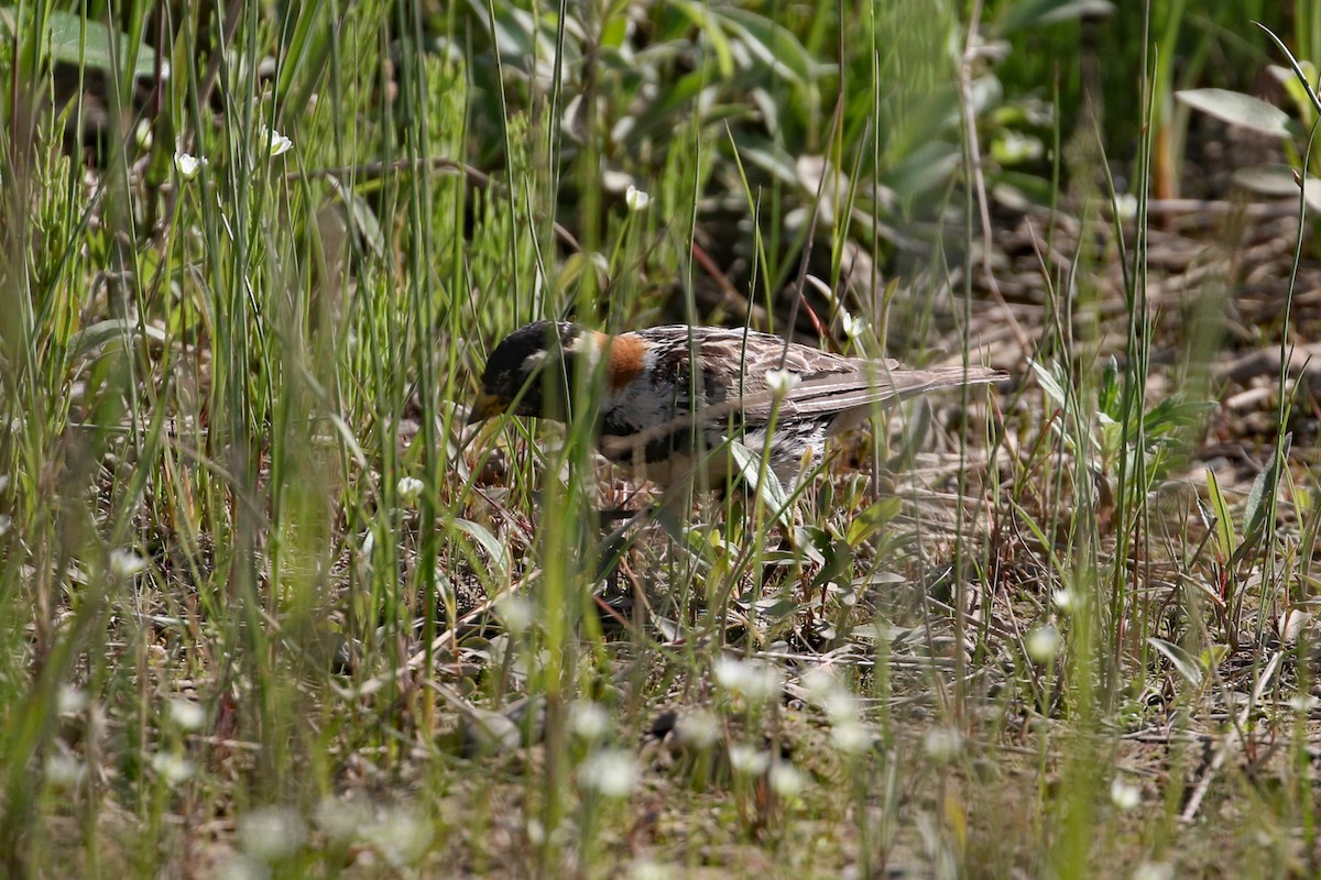 Lapland Longspur - ML622136761