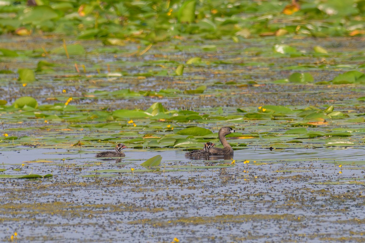 Pied-billed Grebe - Maura Carlisle