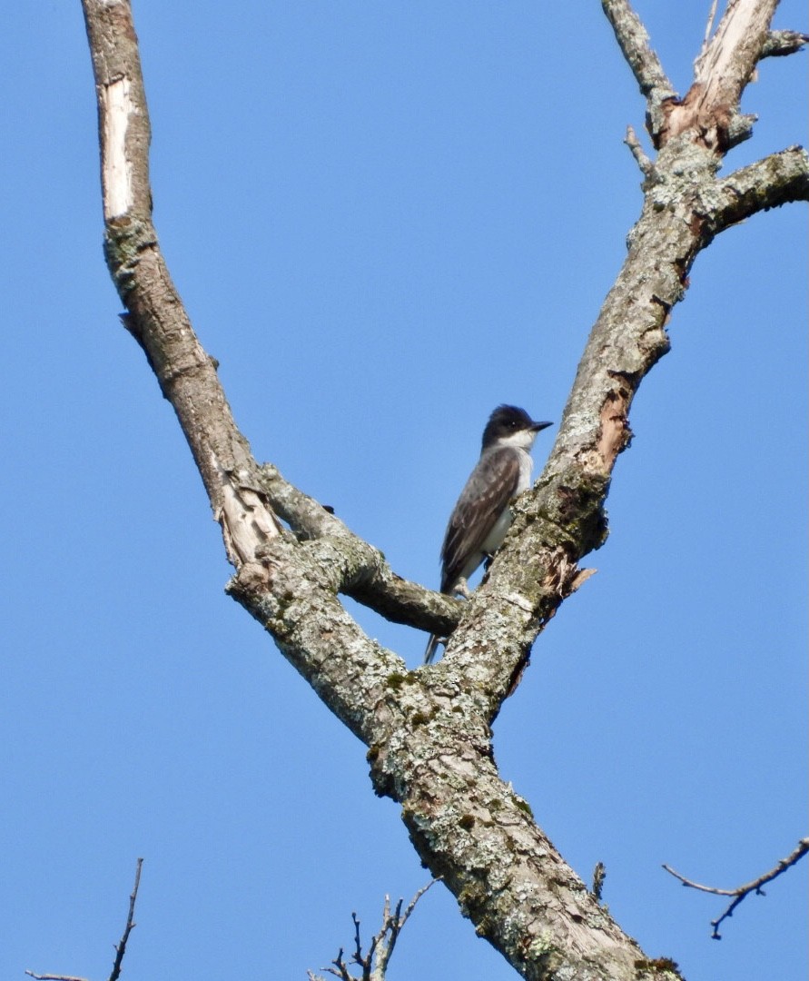 Schieferrücken-Königstyrann - ML622136786