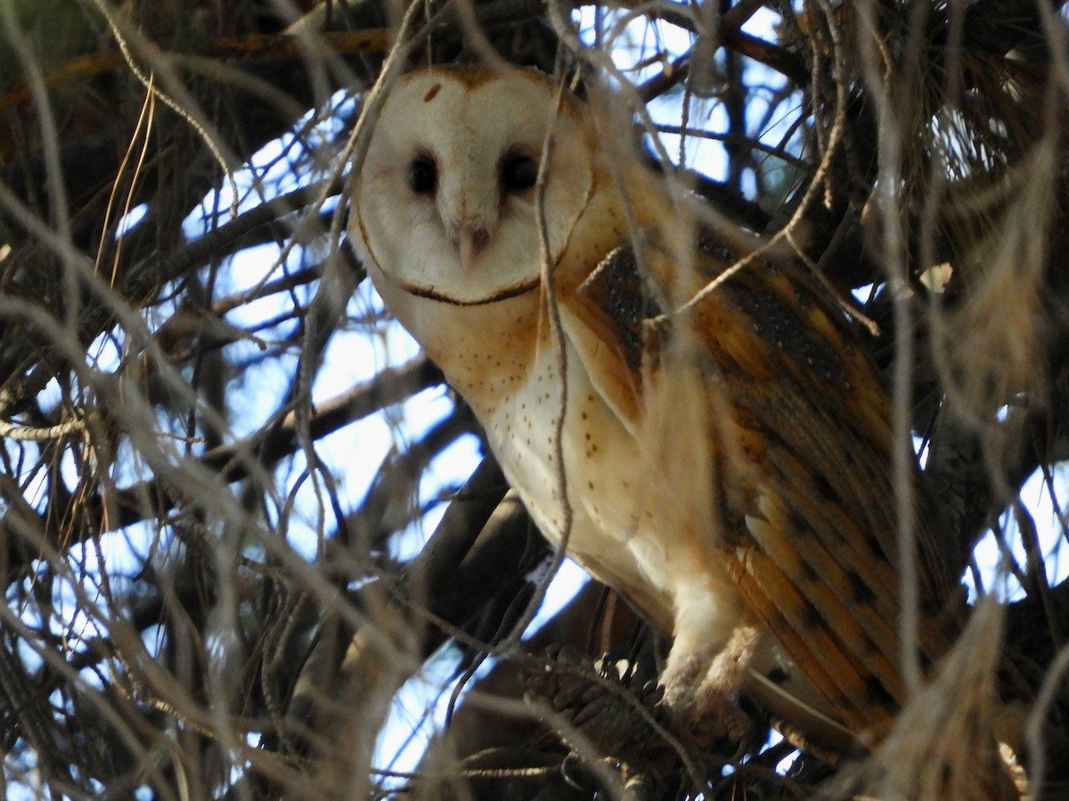 Barn Owl - ML622136800