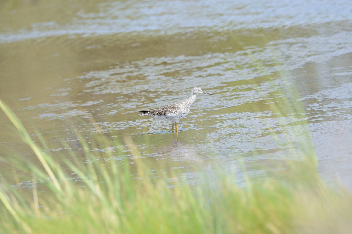 Lesser Yellowlegs - ML622136805
