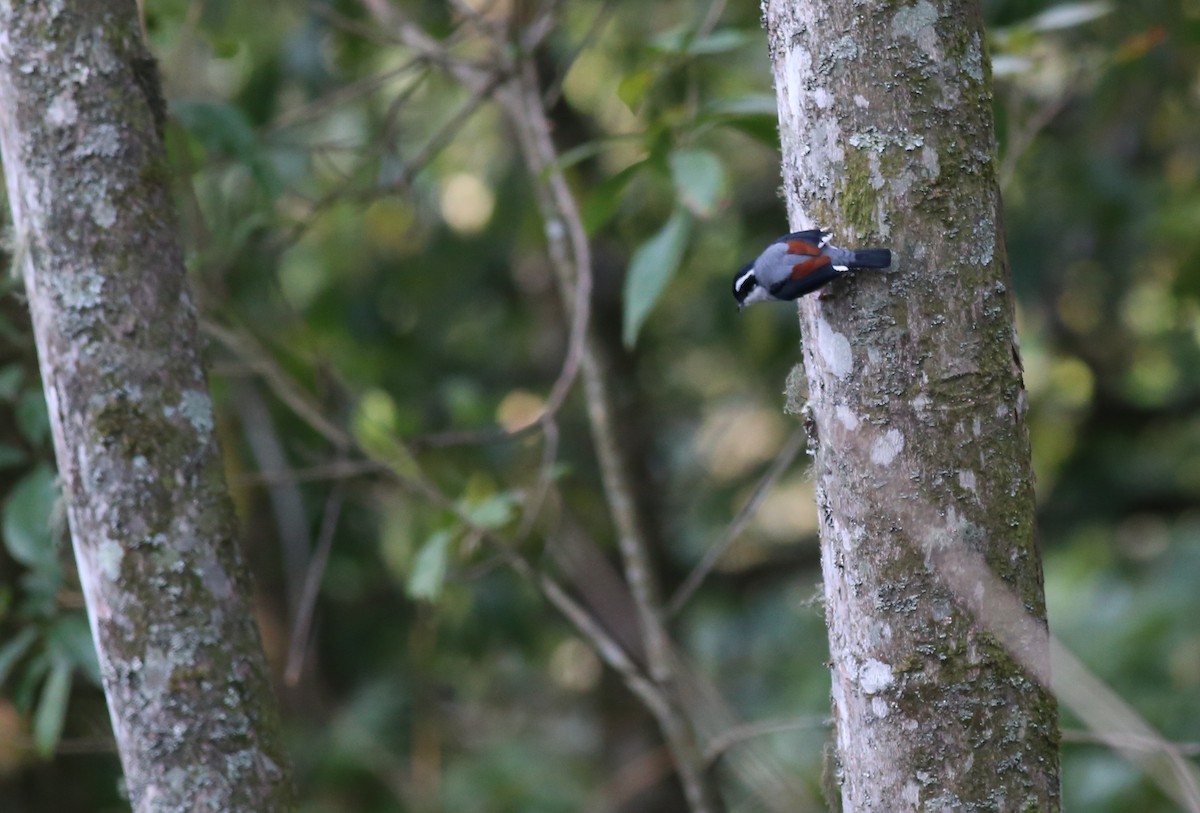 White-browed Shrike-Babbler (validirostris) - ML62213681