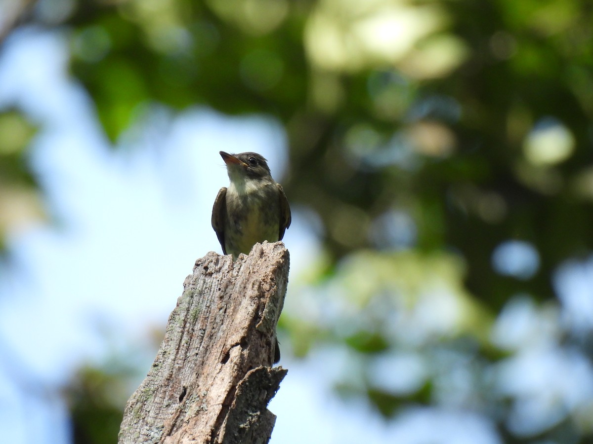 Eastern Wood-Pewee - ML622136822