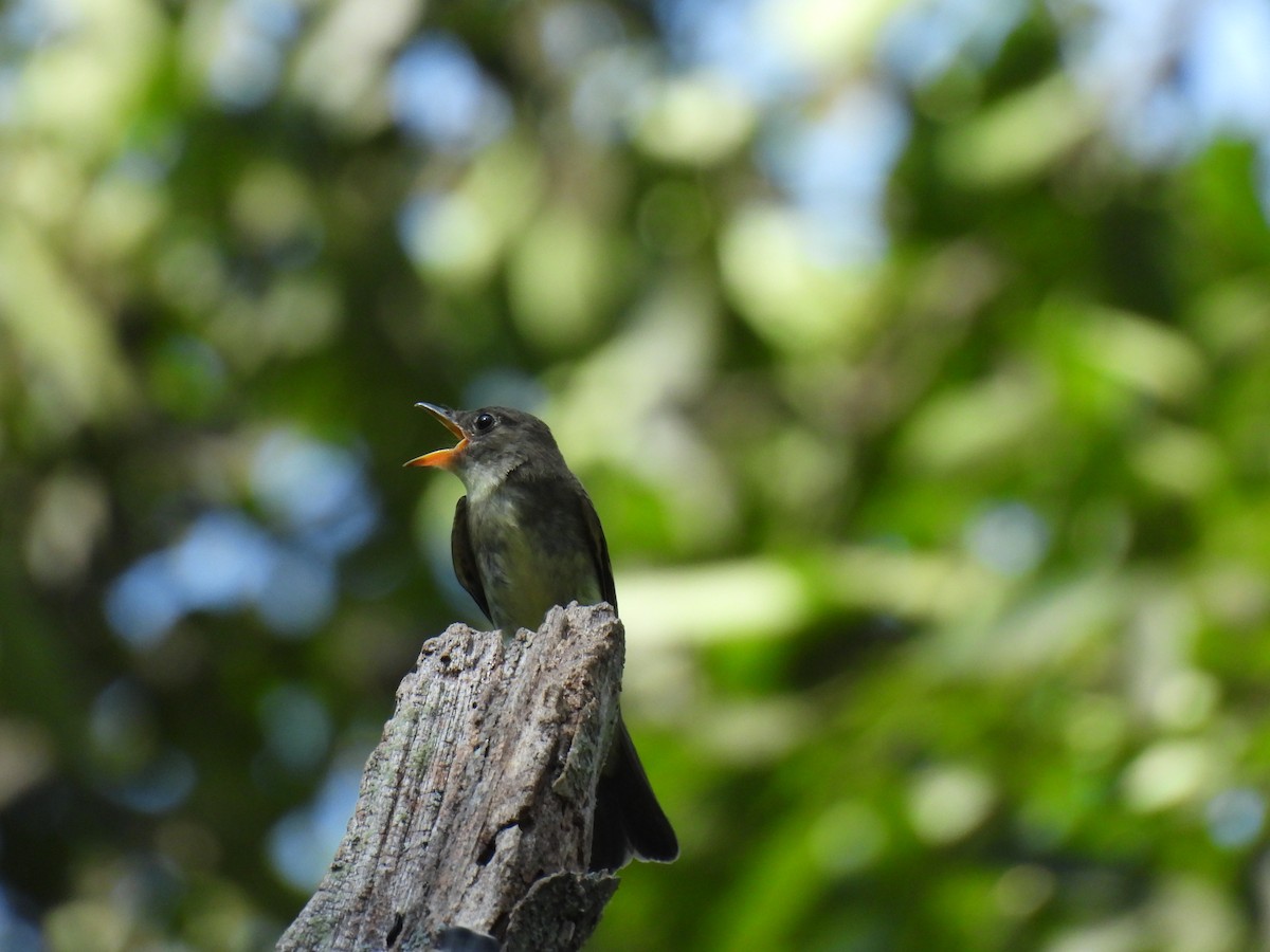 Eastern Wood-Pewee - ML622136823