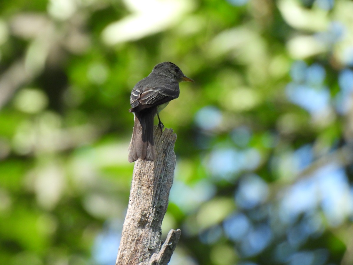 Eastern Wood-Pewee - ML622136824