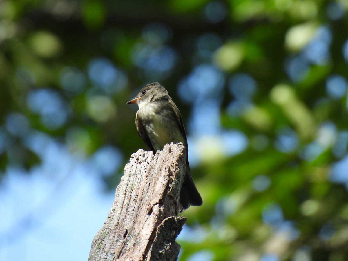 Eastern Wood-Pewee - ML622136825