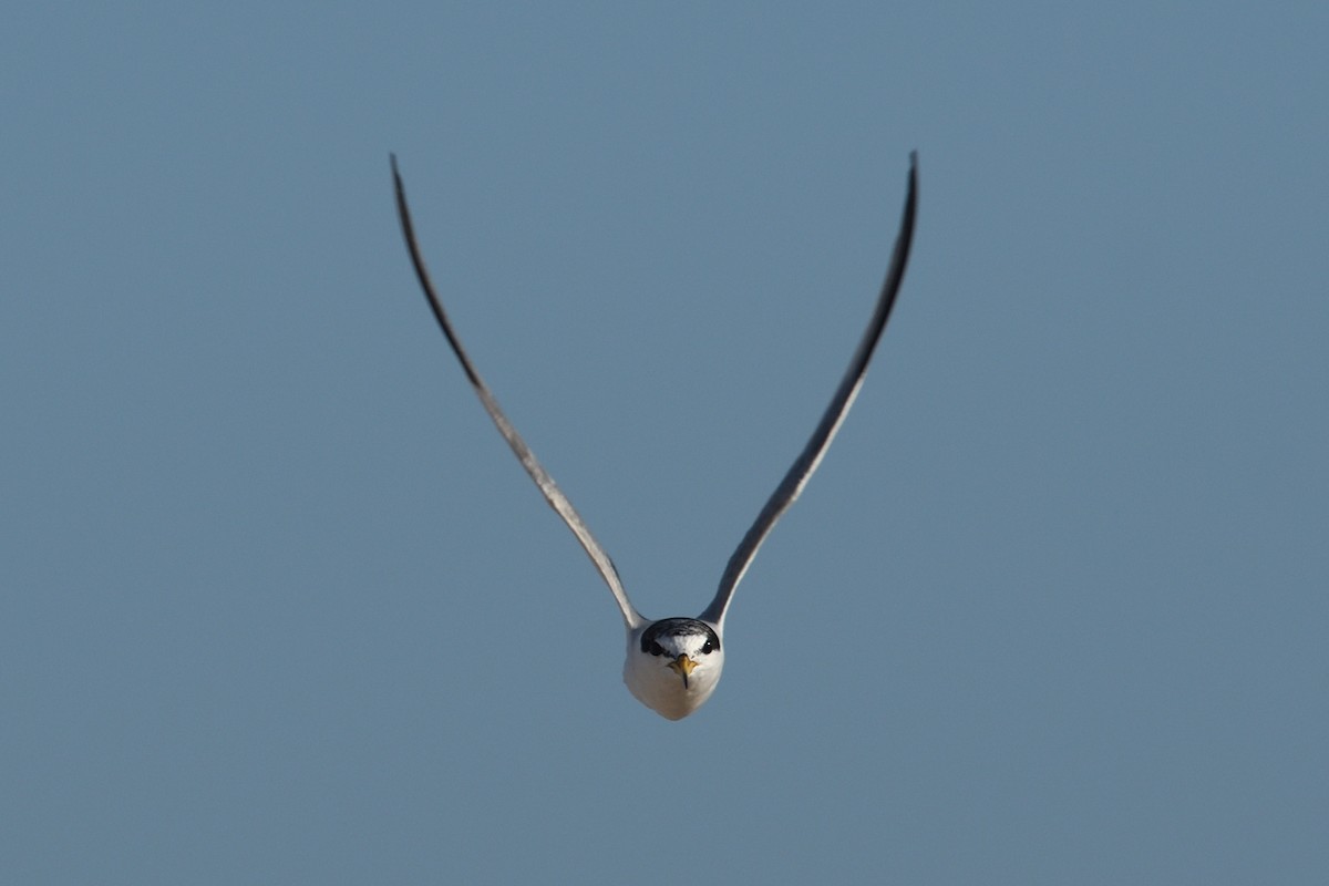 Least Tern - ML622136876