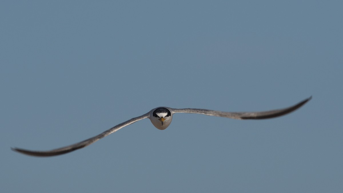 Least Tern - ML622136879