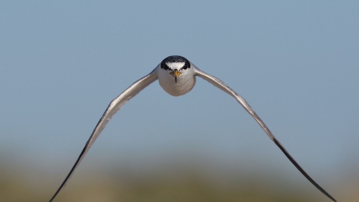 Least Tern - ML622136883