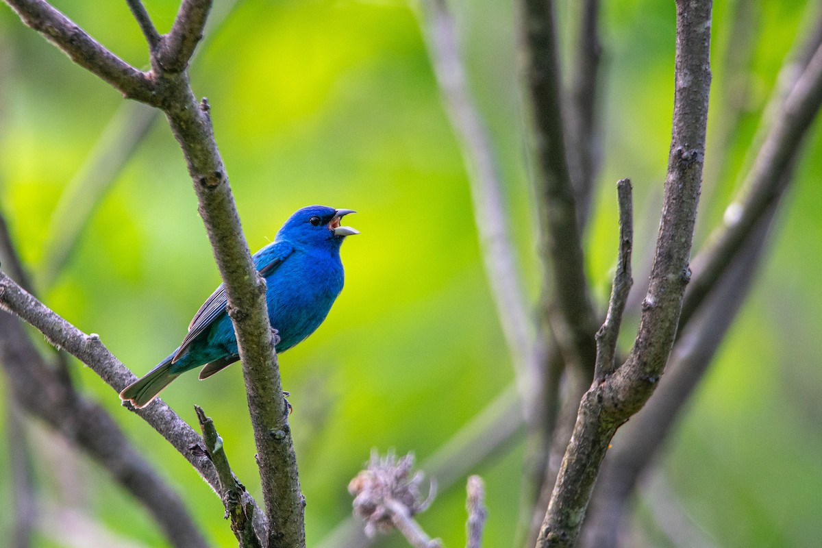Indigo Bunting - ML622136884