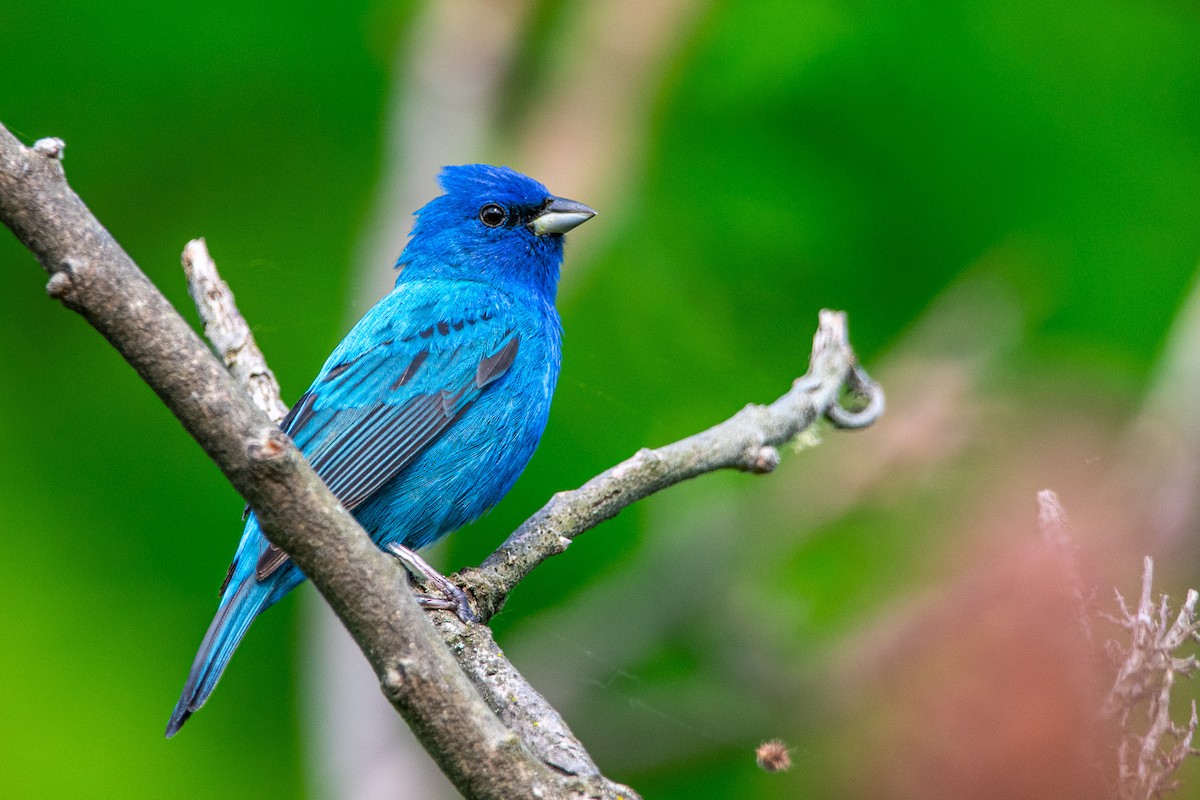 Indigo Bunting - ML622136885
