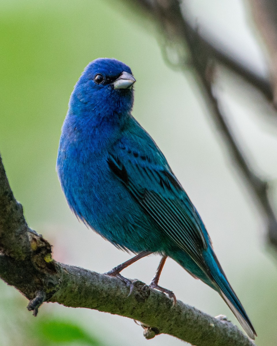 Indigo Bunting - ML622136901