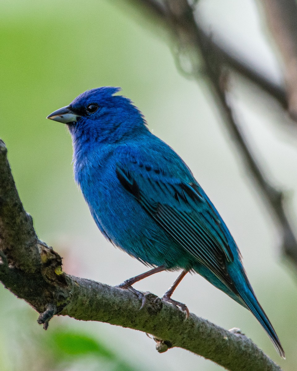 Indigo Bunting - ML622136902