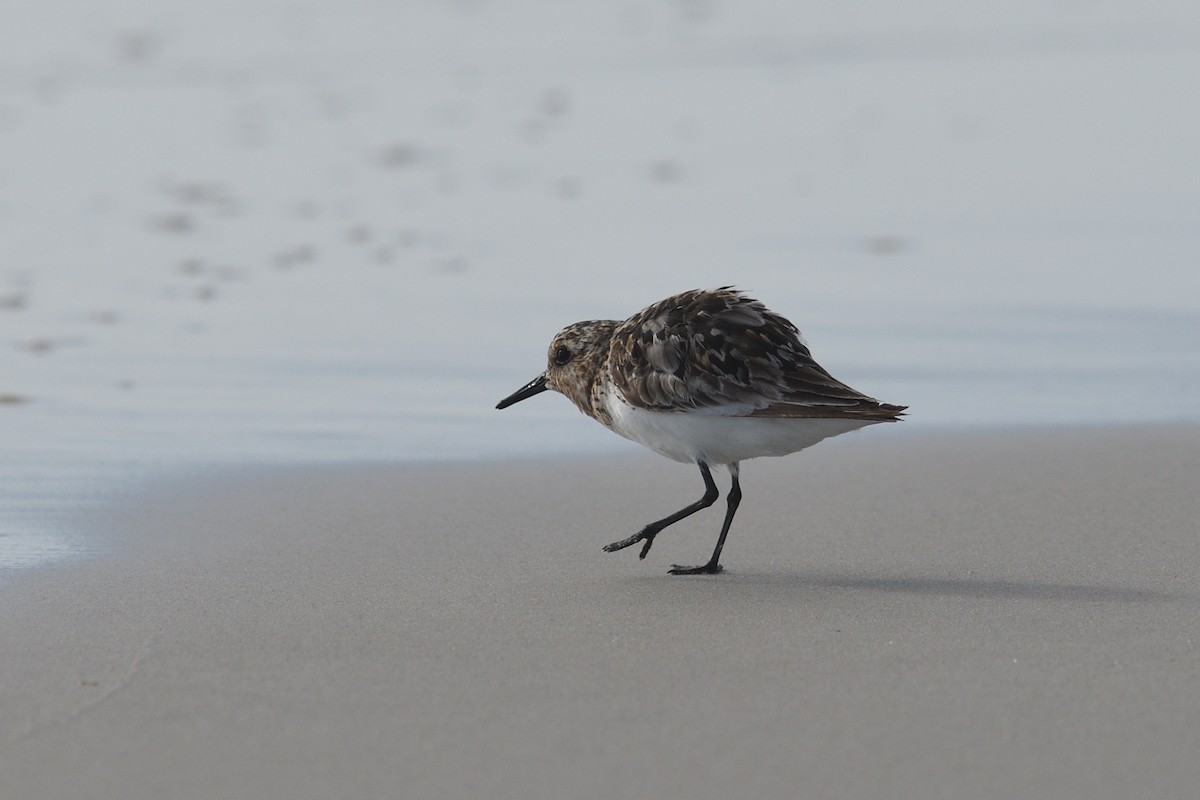 Bécasseau sanderling - ML622136911