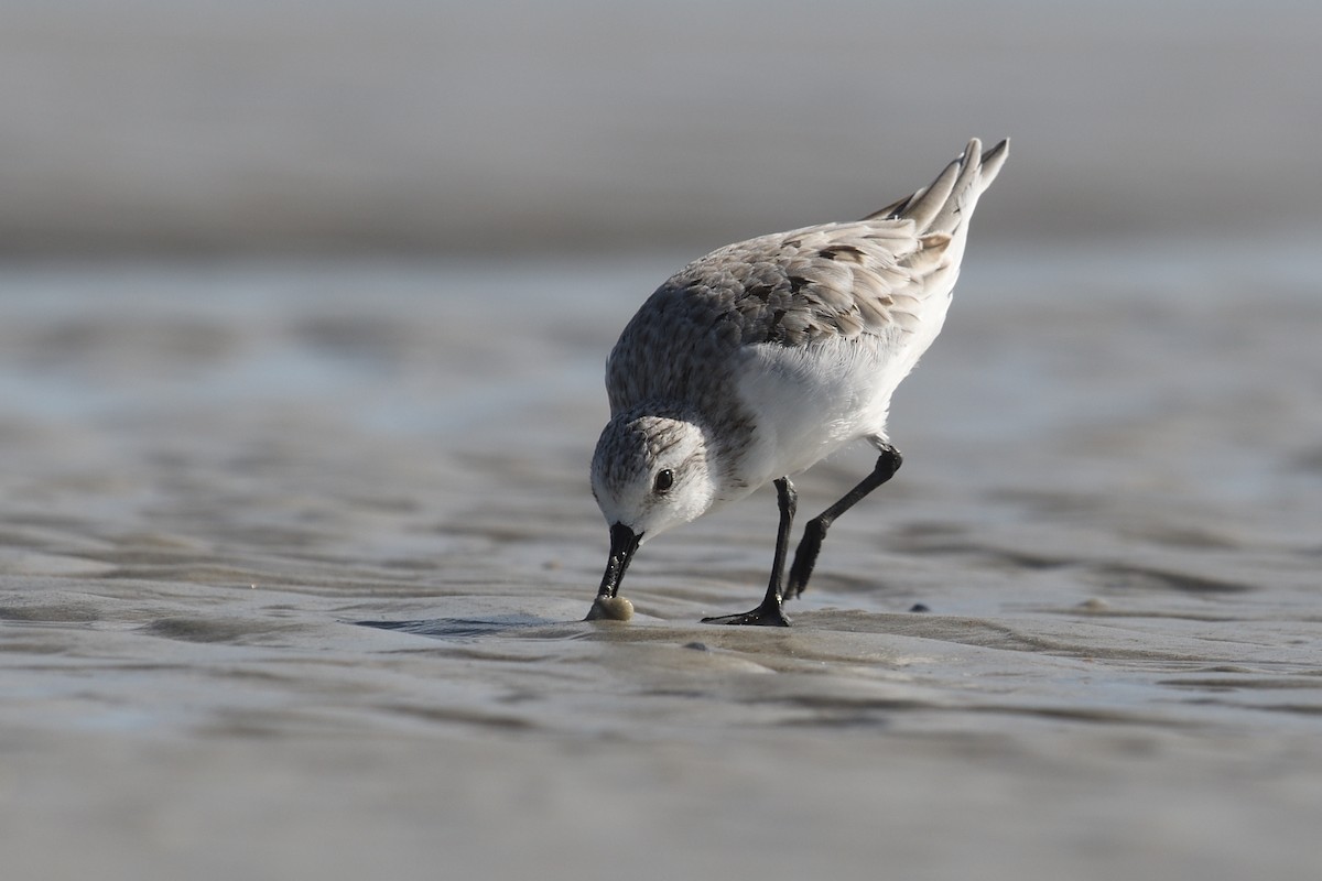 Bécasseau sanderling - ML622136914