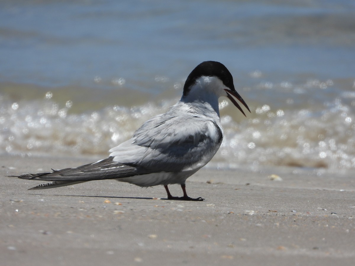 Arctic Tern - ML622136918