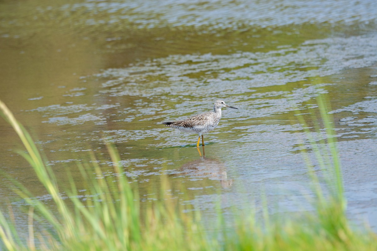 Lesser Yellowlegs - ML622136925