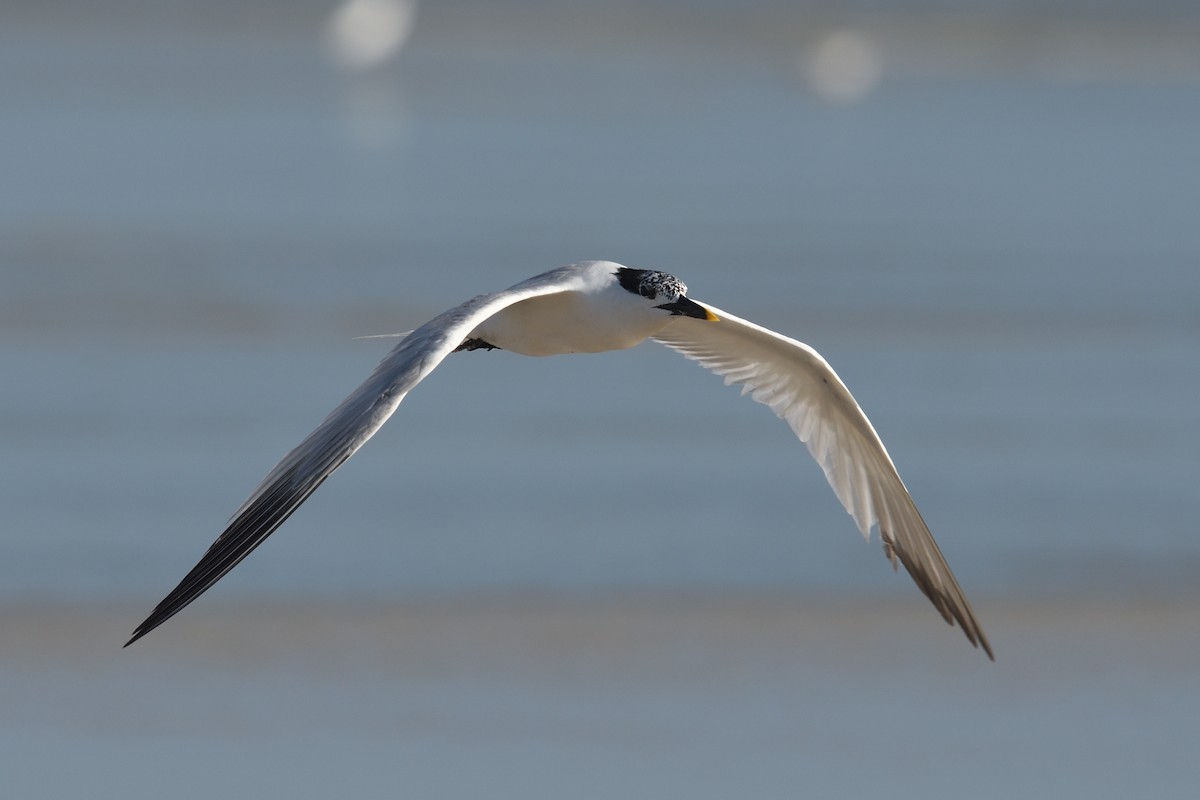 Sandwich Tern - ML622136951