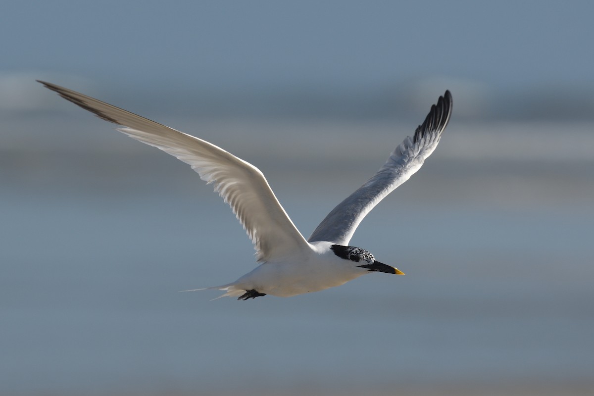 Sandwich Tern - ML622136952