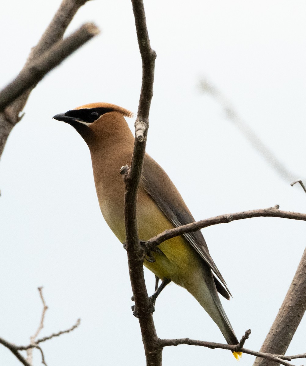 Cedar Waxwing - ML622136955