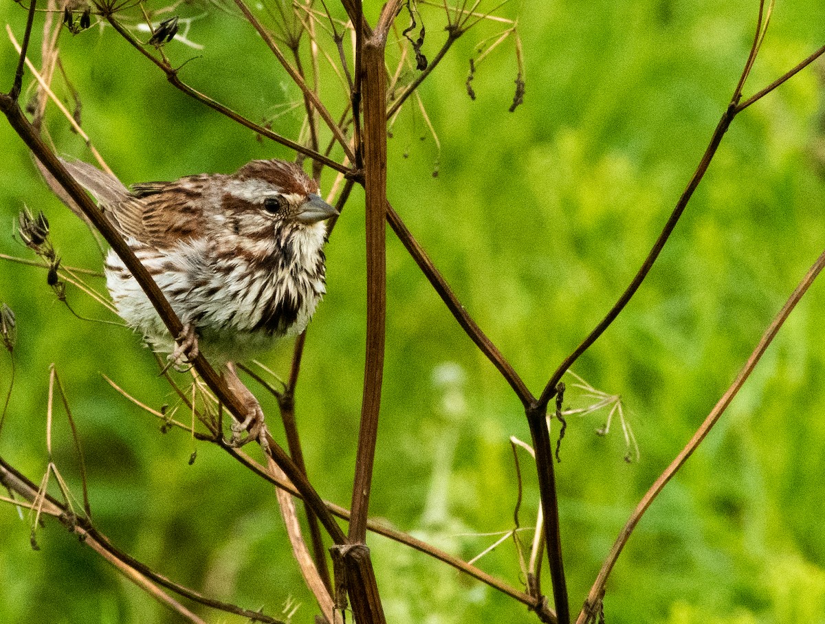 Song Sparrow - ML622136961