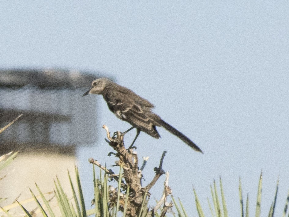 Northern Mockingbird - ML622136963