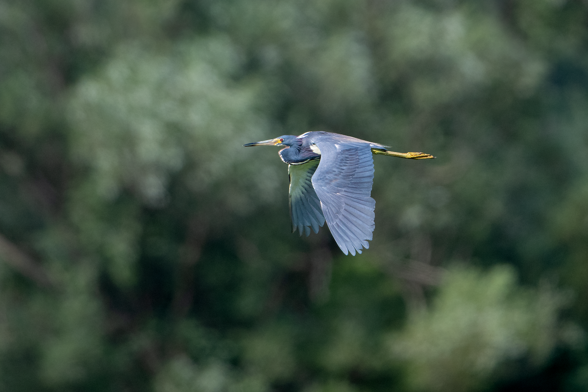 Tricolored Heron - ML622136974