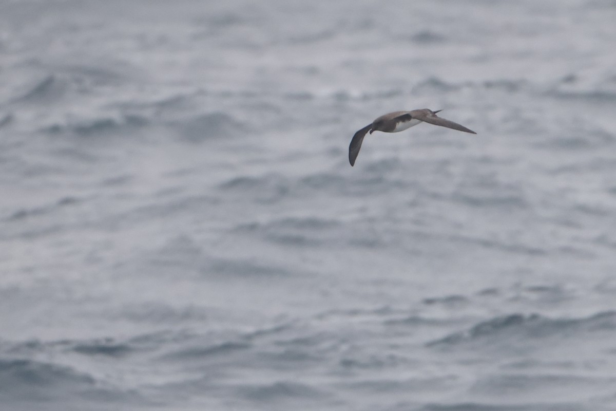 Petrel de Schlegel - ML622136991