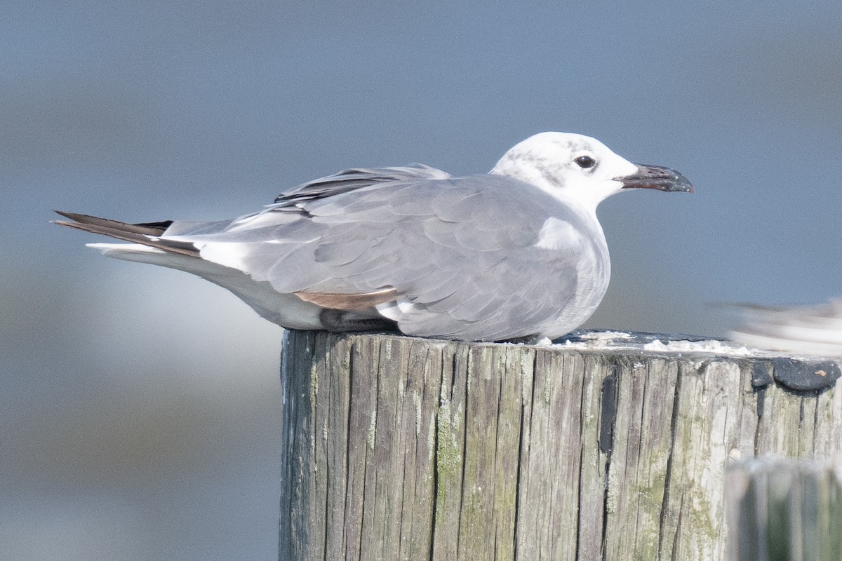 Gaviota Guanaguanare - ML622137007