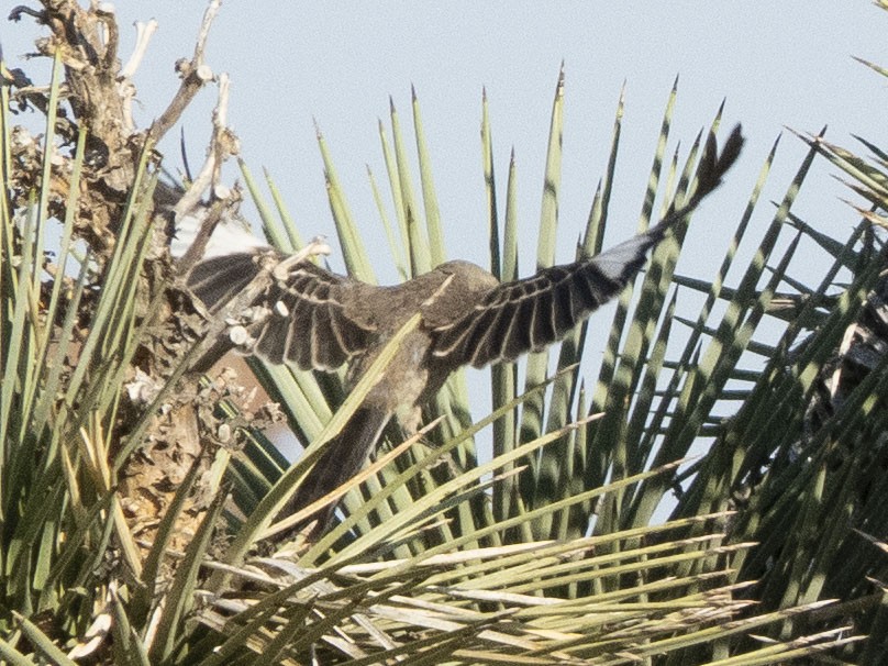 Northern Mockingbird - ML622137009