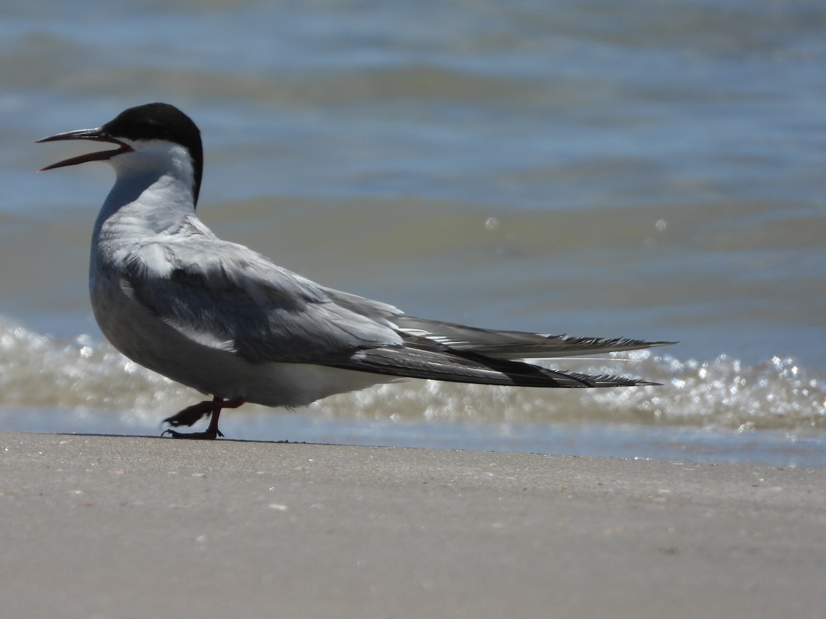 Arctic Tern - ML622137014